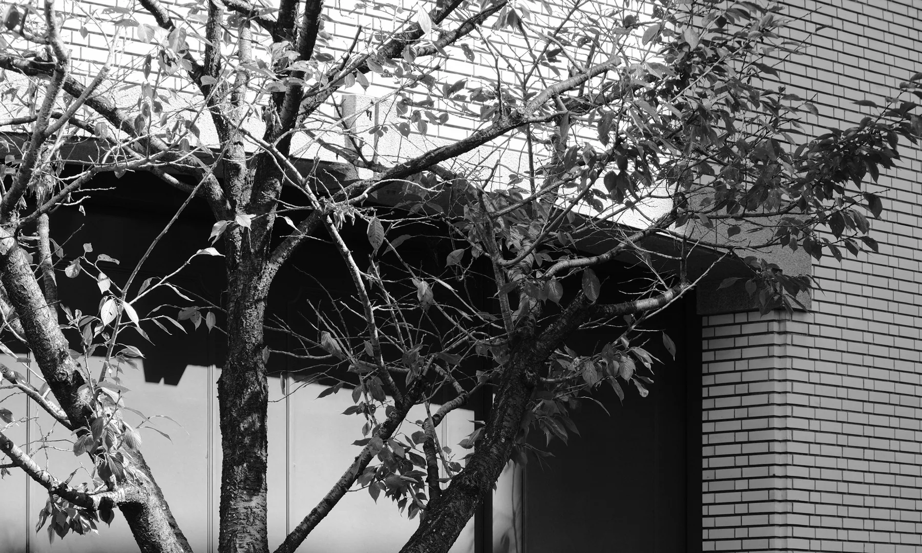 Black-and-white branches crossing a tiled city building.